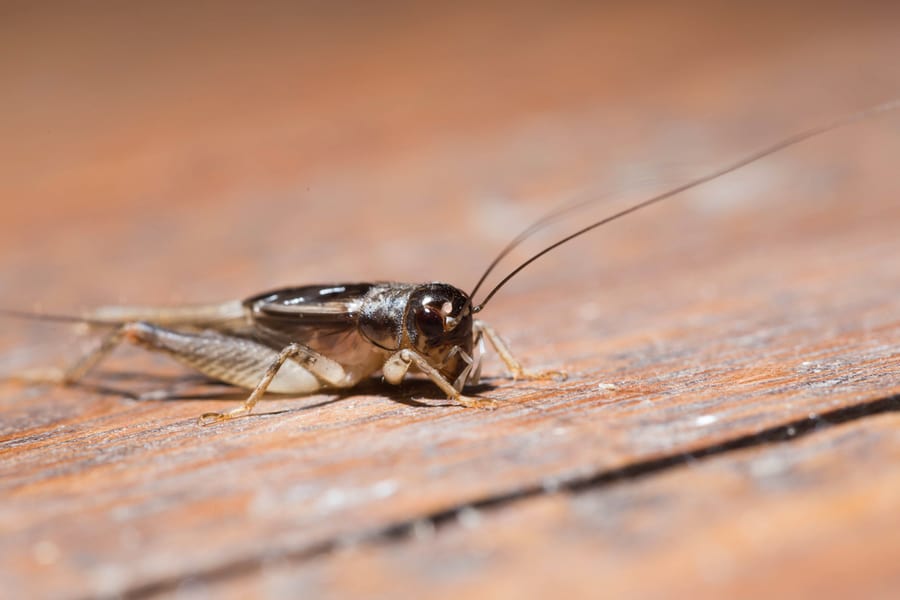 Cricket On Wooden Floor