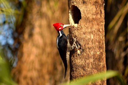 Crimsoncrested Woodpecker