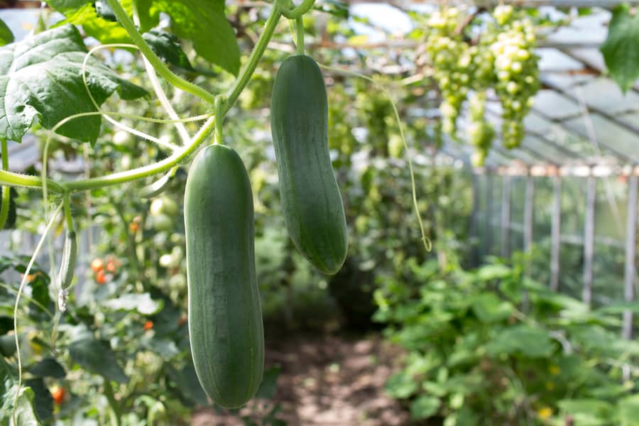 Cucumber Plant