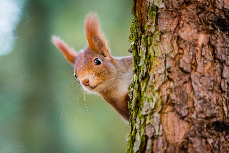 Curious Red Squirrel Peeking Behind The Tree