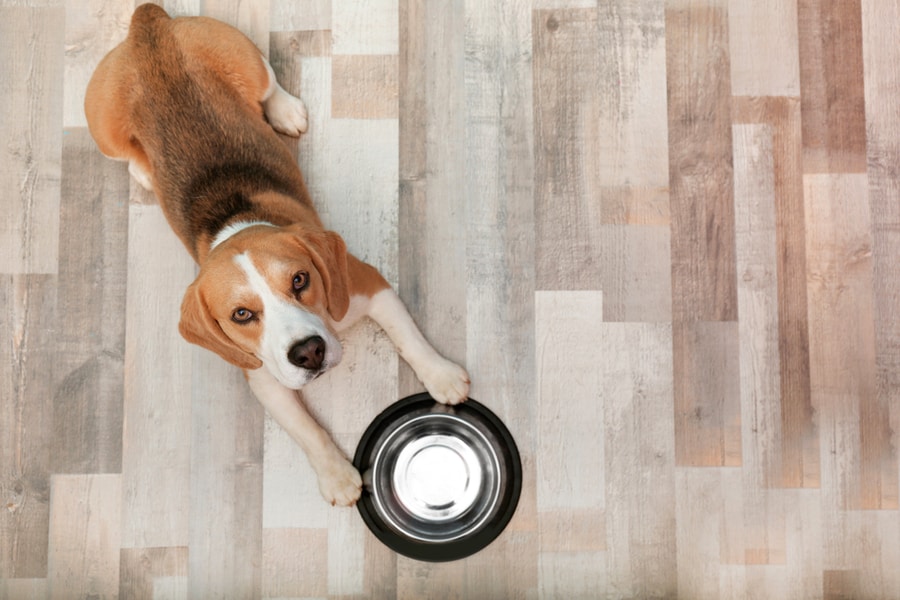 Cute Dog Holding A Clean Plate
