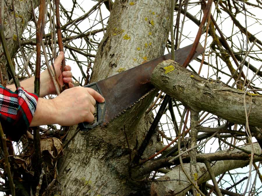 Cutting Nut Trees