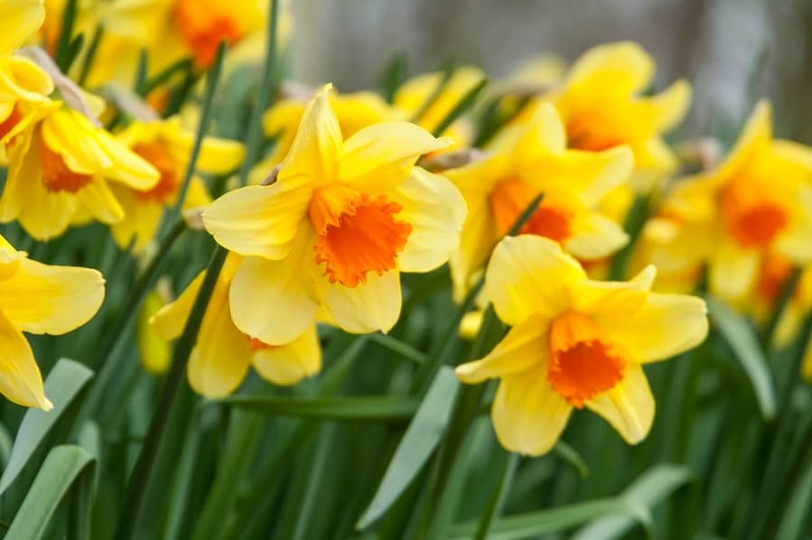 Daffodils