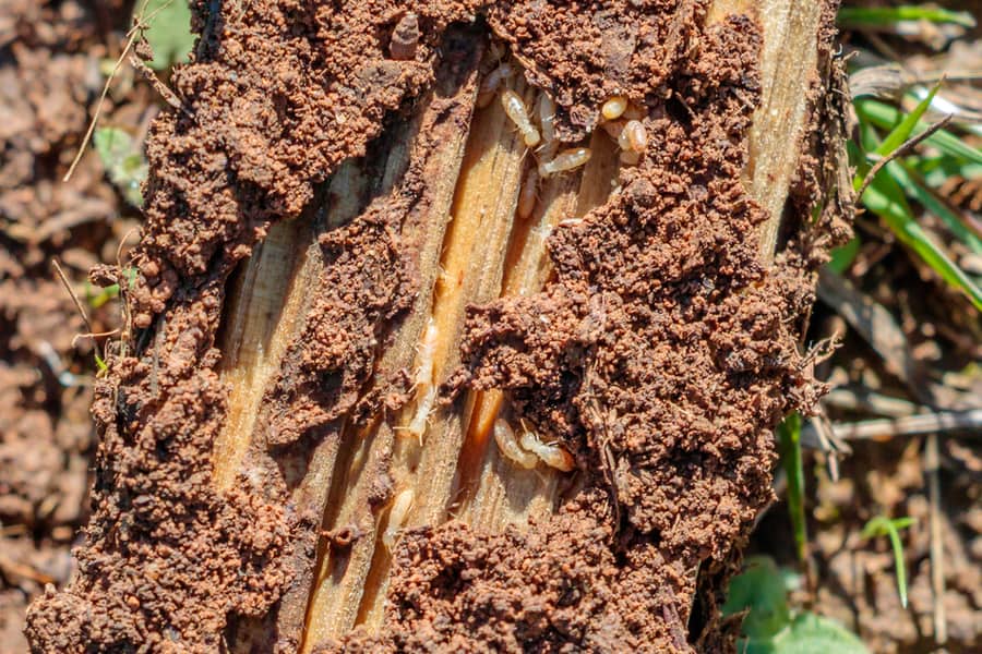 Dampwood Termites Closeup