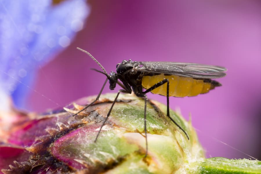 Dark Winged Fungus Gnat Sciaridae