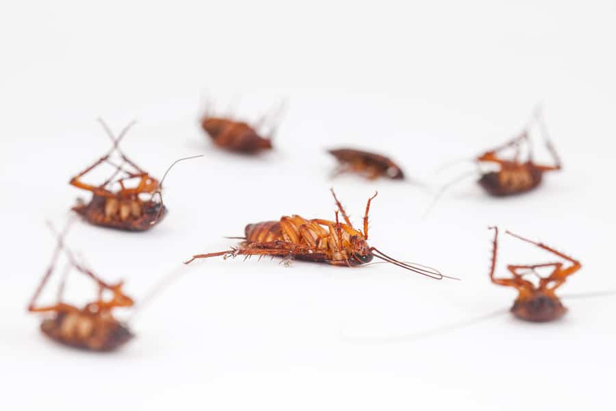 Dead Roaches