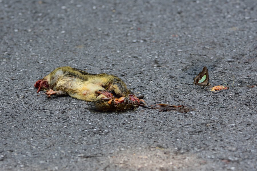 Dead Squirrel On Road