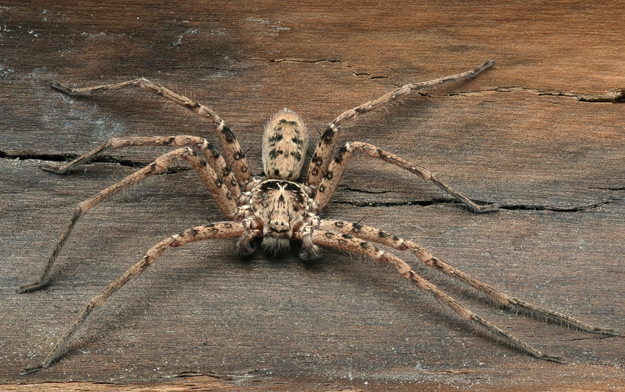 Deep Focus Of Huntsman Spider Resting On Old Tree Bark