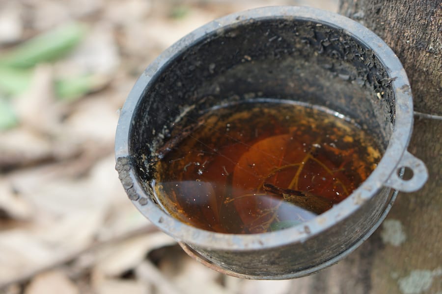 Dirty Water In Old Plastic Bowl In Rubber Plantation In Rainy Season
