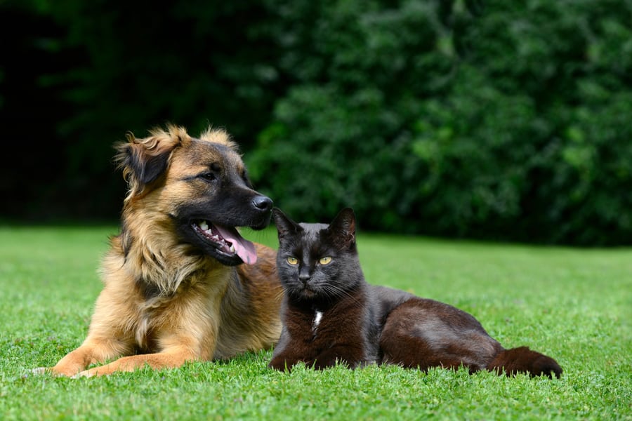 Dog And Cat Lying On The Meadow