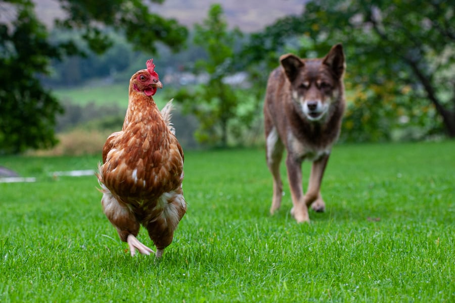 Dog Stalking Chicken