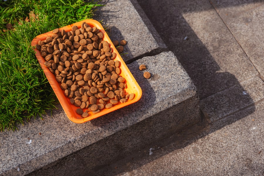 Dry Pet Food In A Plastic Tray Outside On The Street.