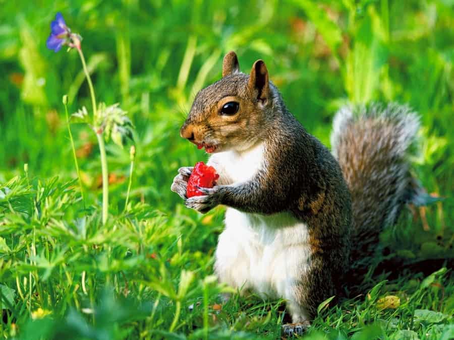 Effective Ways To Keep Squirrels Out Of Strawberries