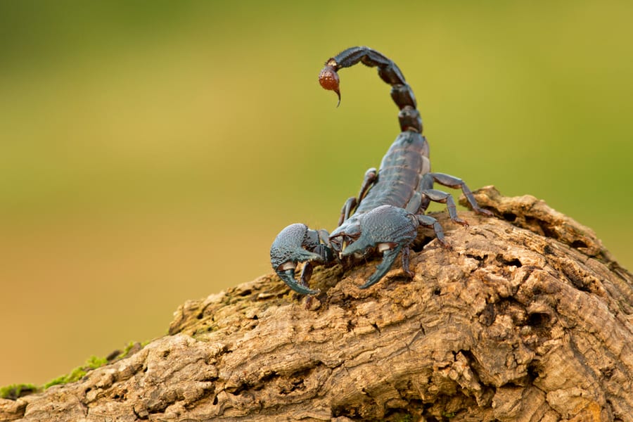 Emperor Scorpion Is A Species Of Scorpion Native To Rainforests And Savannas In West Africa.