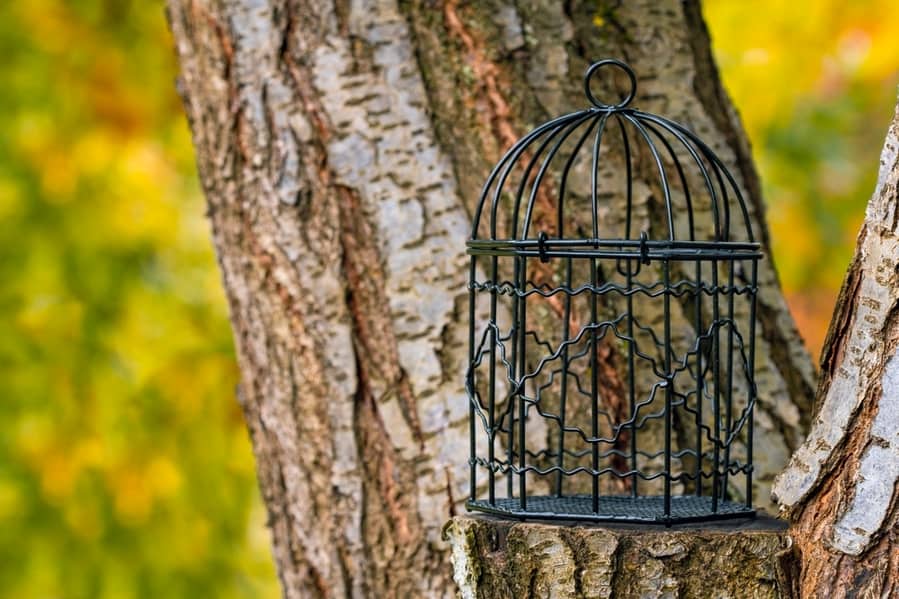 Empty Bird Cage Under Tree