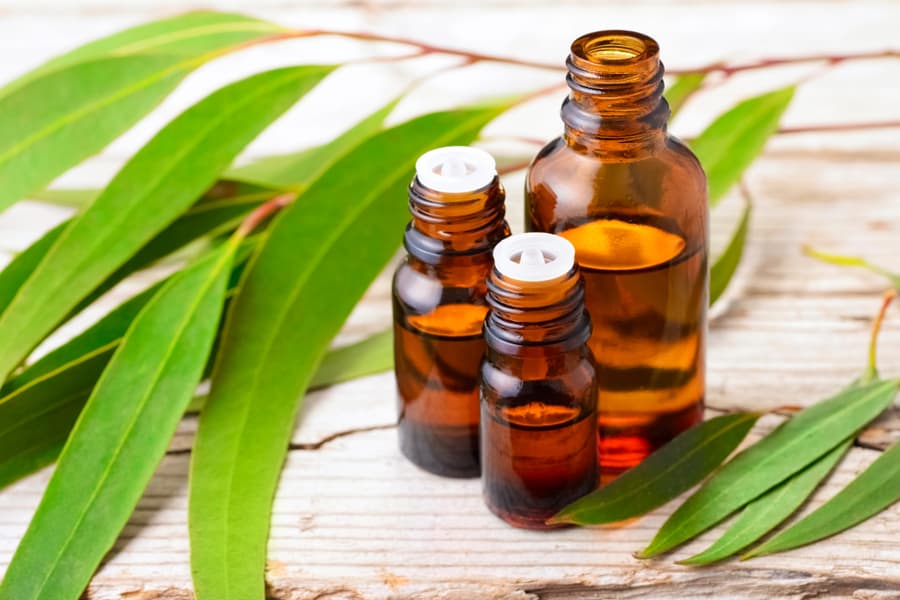 Eucalyptus Oil