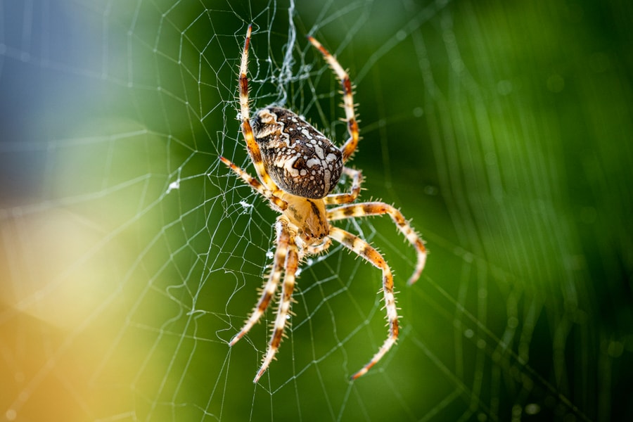 European Garden Spider Sitting In A Spider Web