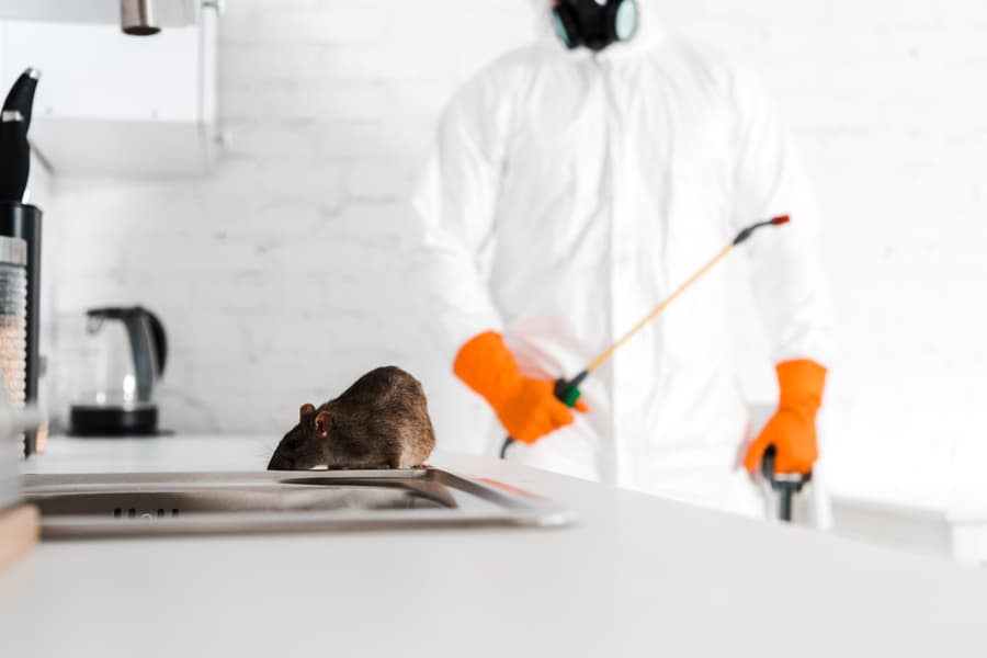 Exterminator For Rats