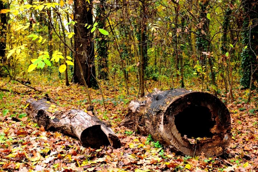 Fallen Decaying Large Tree