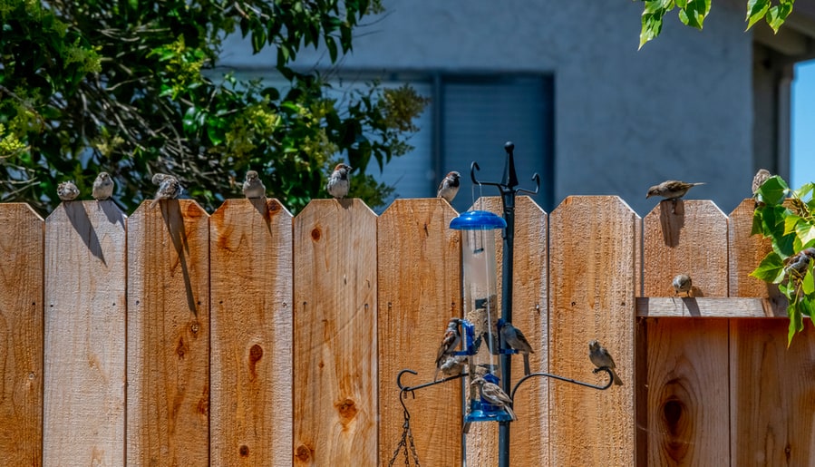 Fence Around A Hummingbird Feeder