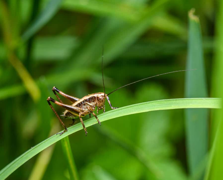 Field Cricket