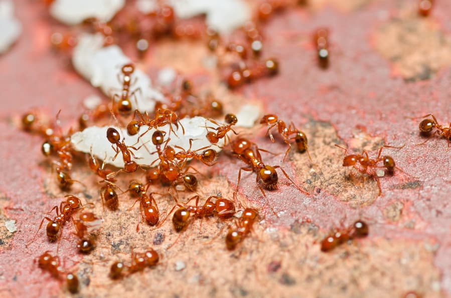 Fire Ants Teamwork In Garden