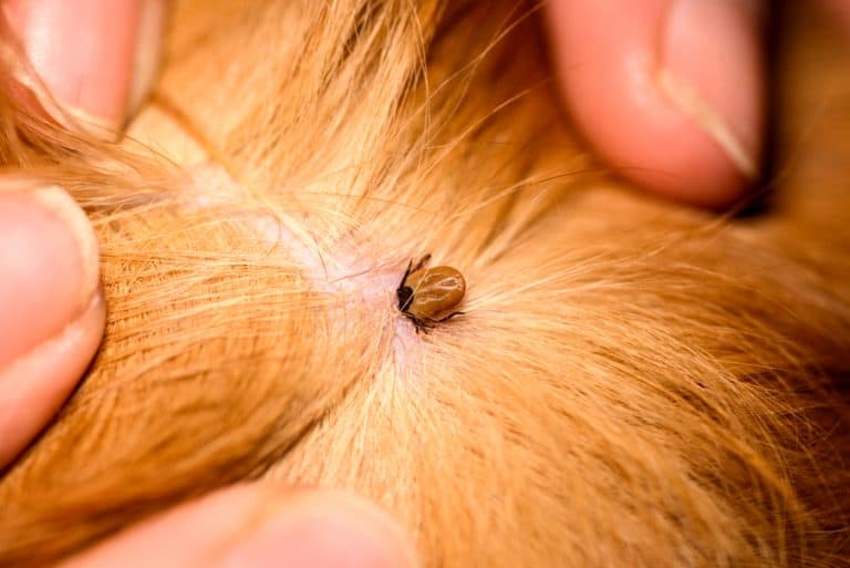 What Smell Do Fleas and Ticks Hate? BeatPests
