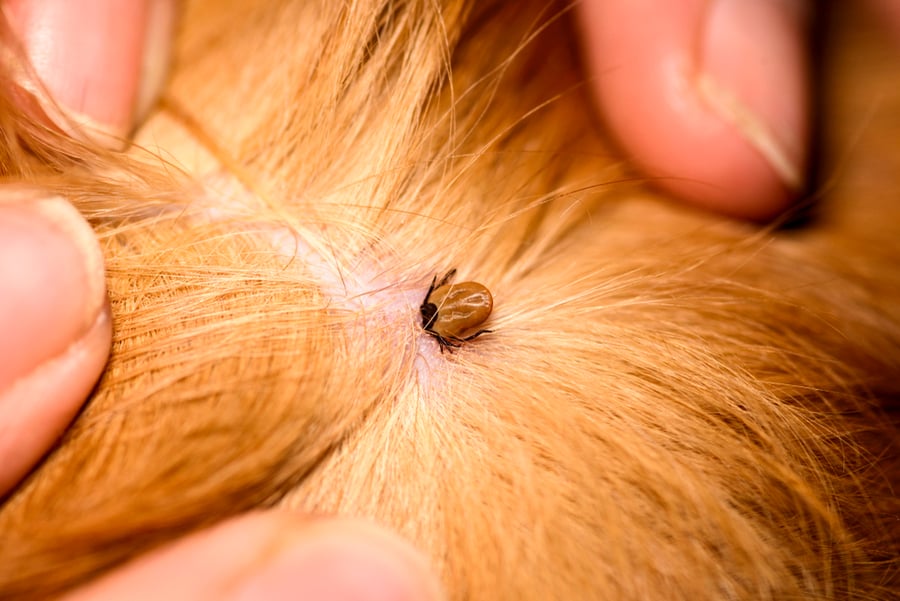 Fleas And Ticks