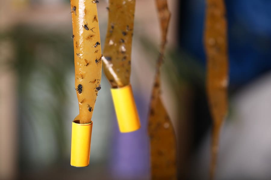 Fly Strip Hanged With Dead Flies