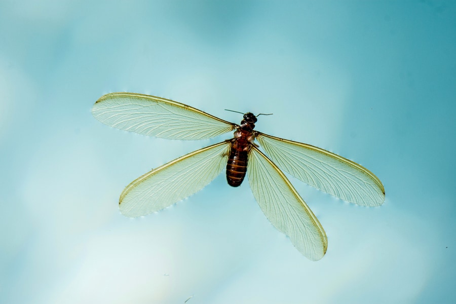 Flying Termite Spreading Its Four Wings