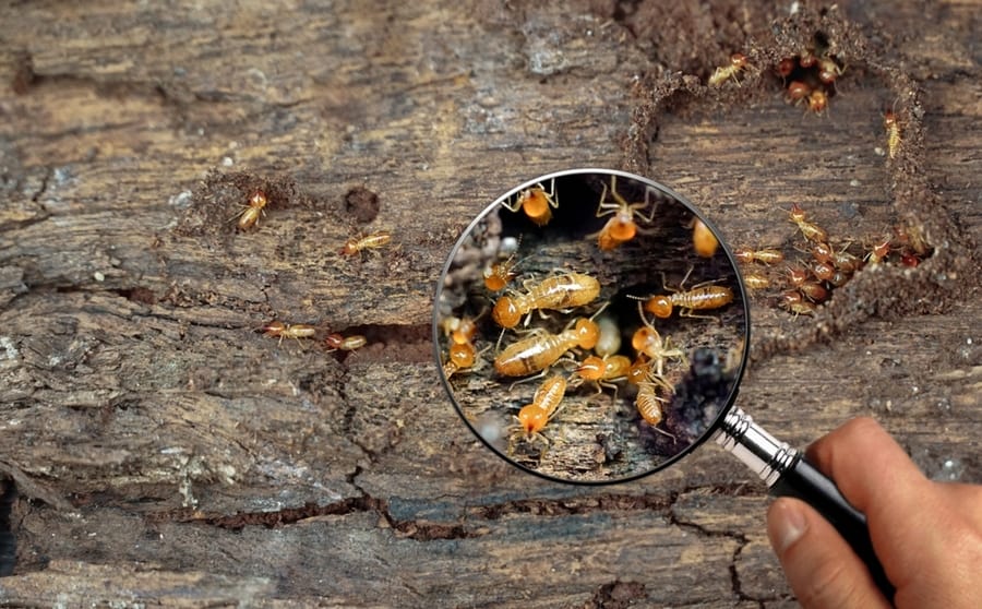 Focused Small Termites Walking In The Nest.