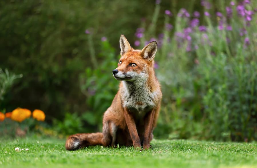 Fox In The Garden