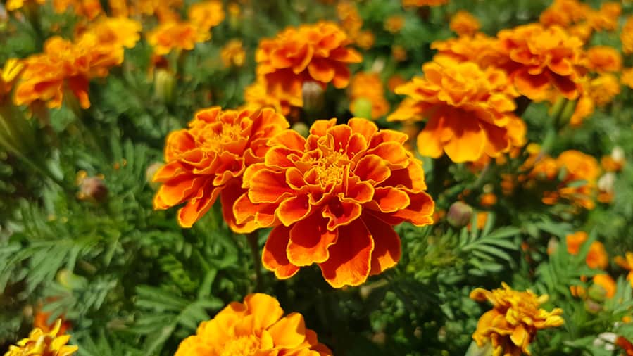 French Marigold Background Orange Floral
