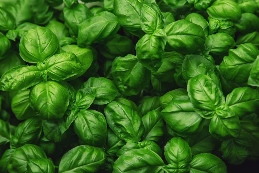 Fresh Basil On A Dark Background