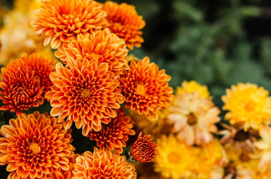 Fresh Bright Chrysanthemums