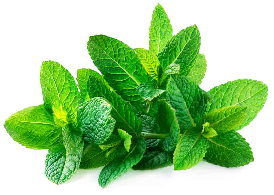 Fresh Peppermint Leaves