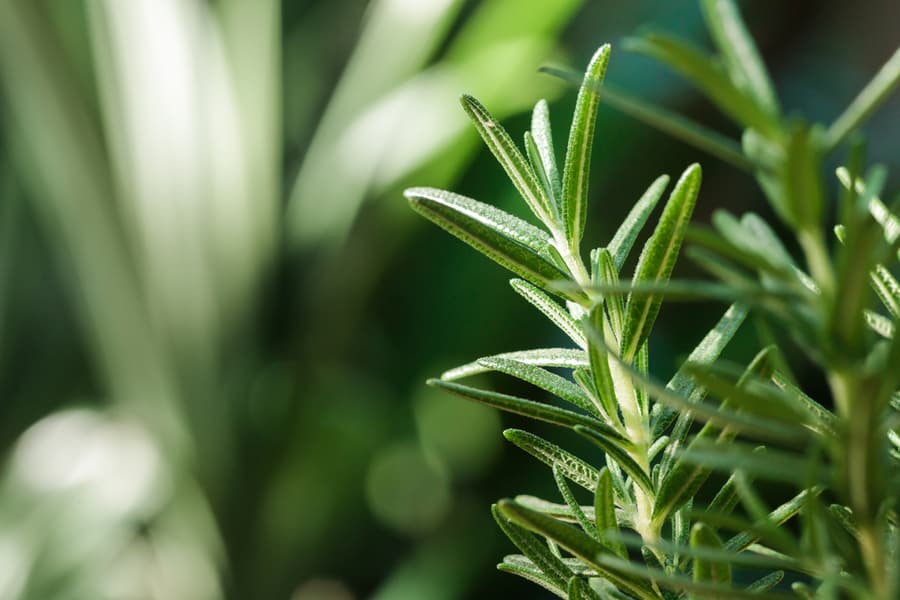 Fresh Rosemary Herb Grow Outdoor.