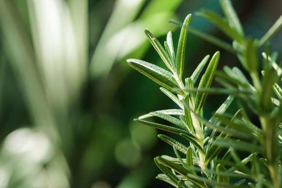 Fresh Rosemary Herb Grow Outdoor