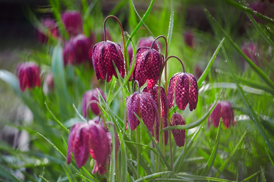 Fritillaria Meleagris (Snacks Head Fritillaria)