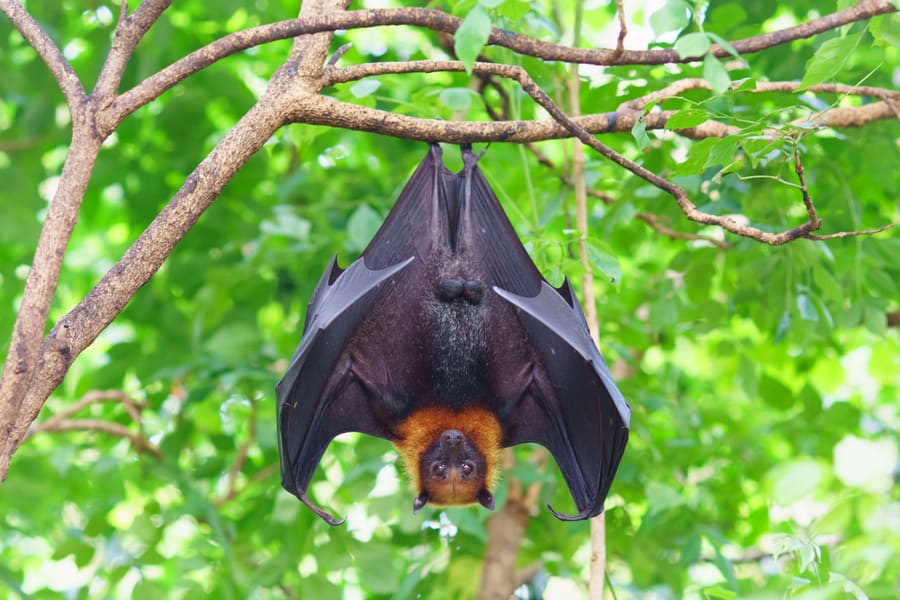Fruit Bat Hanging On Tree In Forest