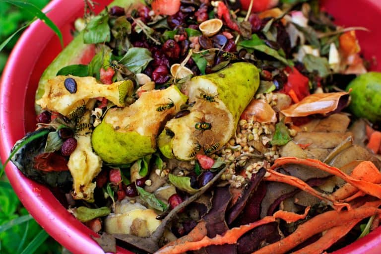 How To Keep Fruit Flies Out of Compost BeatPests