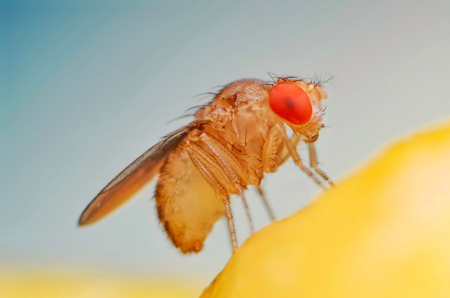 Fruit Fly Or Vinegar Fly (Drosophila Melanogaster) On Banana Fruit Surface