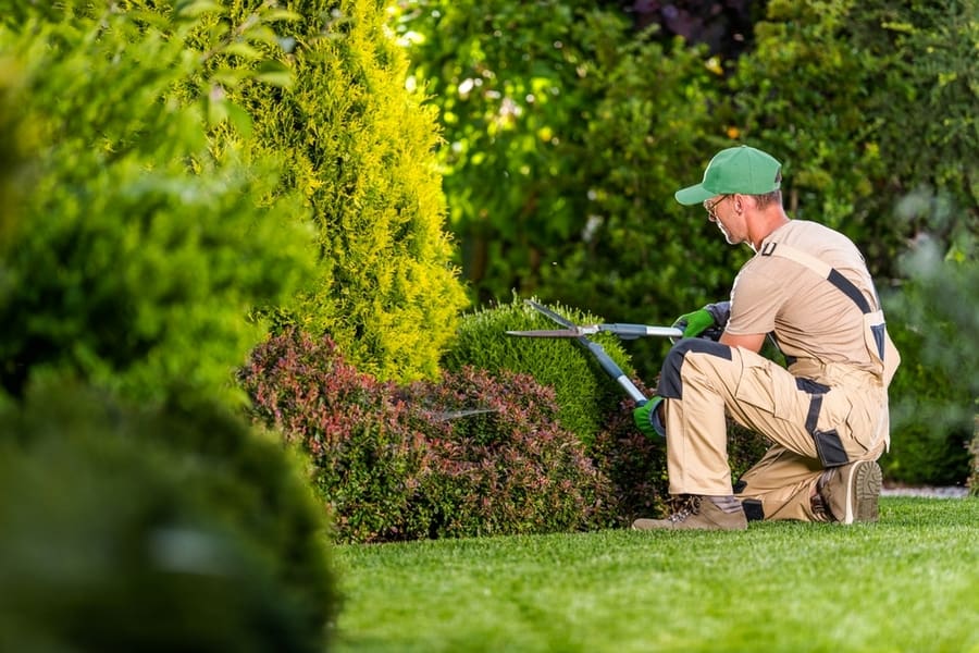 Garden Pruning Works To Maintain The Appearance Of Shrubs, Bushes, Trees And Other Plants