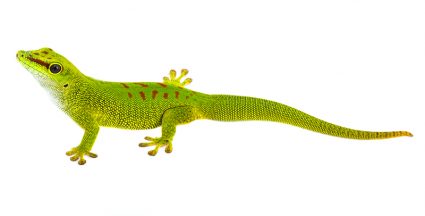 Gecko: The Little Green Lizard