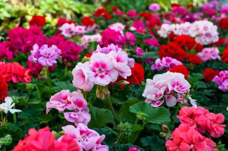 10 Plants That Deter Rabbits and Squirrels | BeatPests