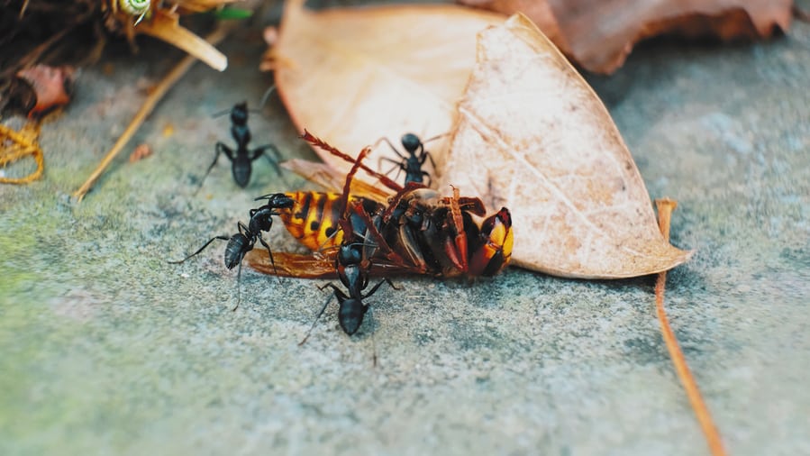 Giant Black Ants Scavenging Dead Wild Wasp Hornet Insect Macro