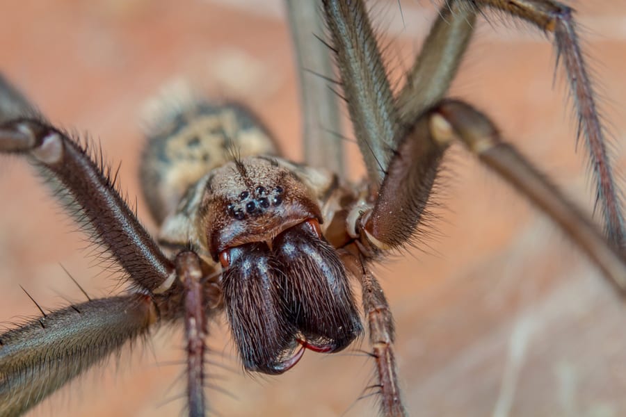 Giant House Spider