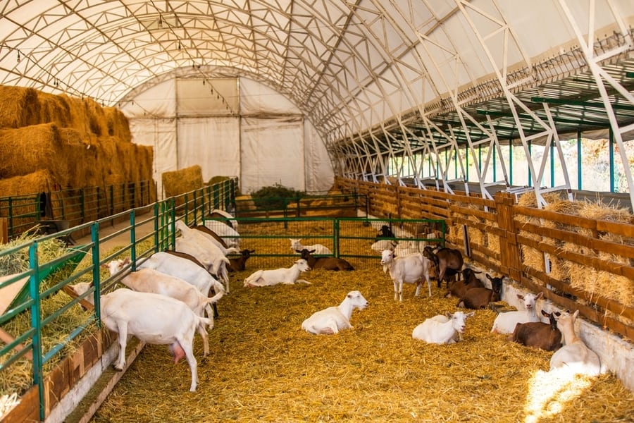 Goats Are Enjoying Eating Grass And Hay On The Farm