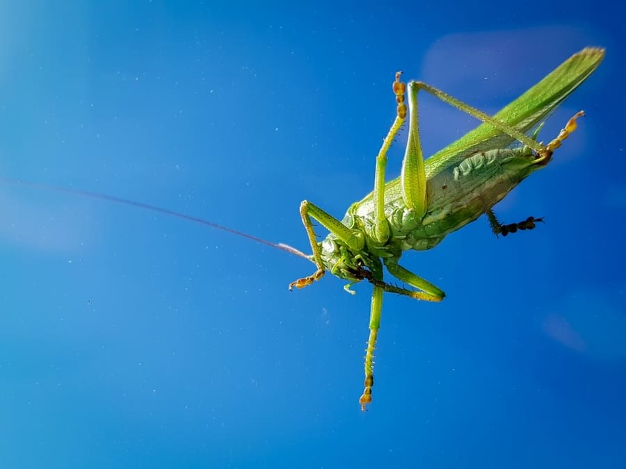 Grasshopper From Below On The Windshield