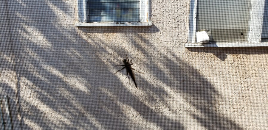 Grasshopper On Window Screen. Keep Bugs Out.